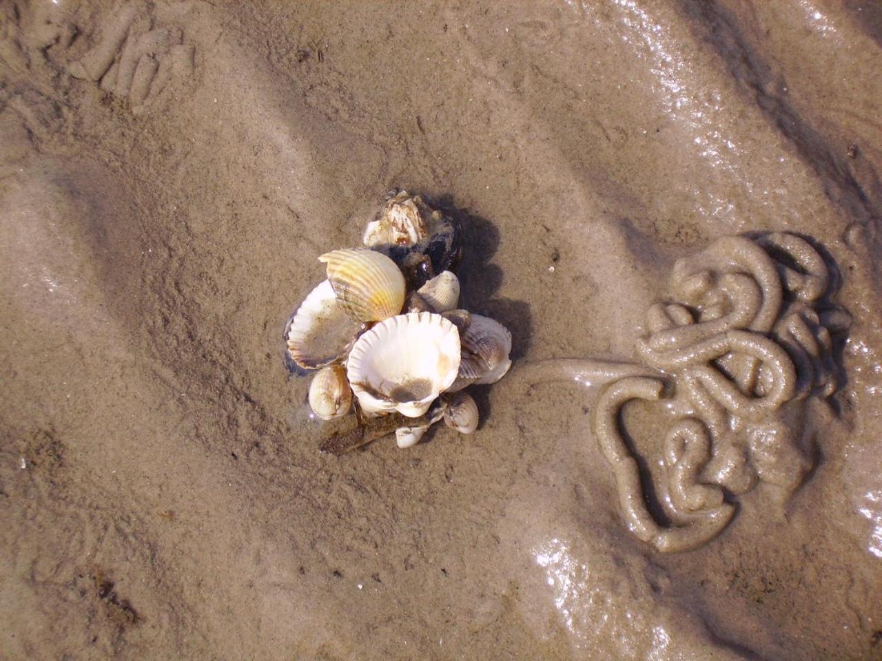 Nordsee Lodge Pellworm Kültér fotó